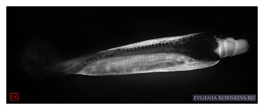 Кукуруза. Фотография инфракрасной люминесценции.