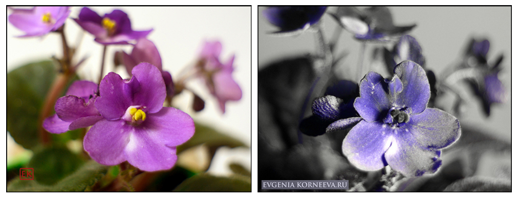 Фиалка. Фотография в отражённом ультрафиолетовом свете.